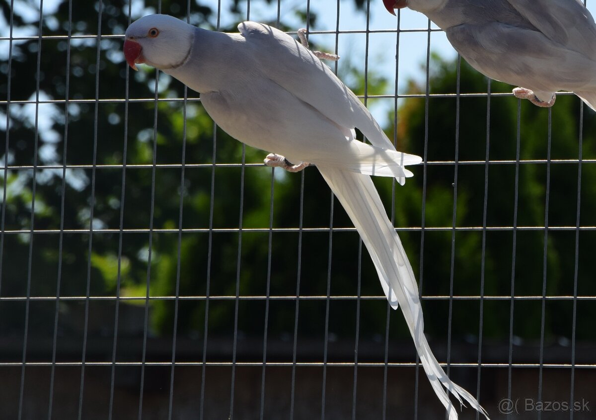 Alexander maly - chovný pár - 2