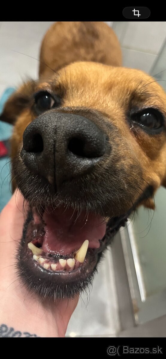 Darujem psíka do dobrých rúk - 2