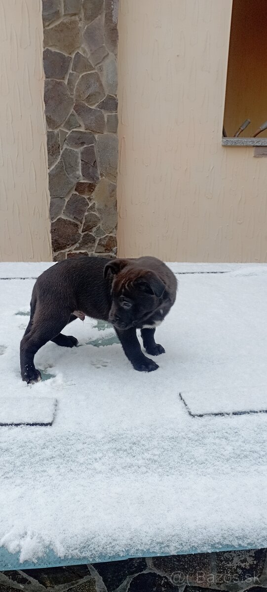 AMSTAFF KRÍŽENEC - 2