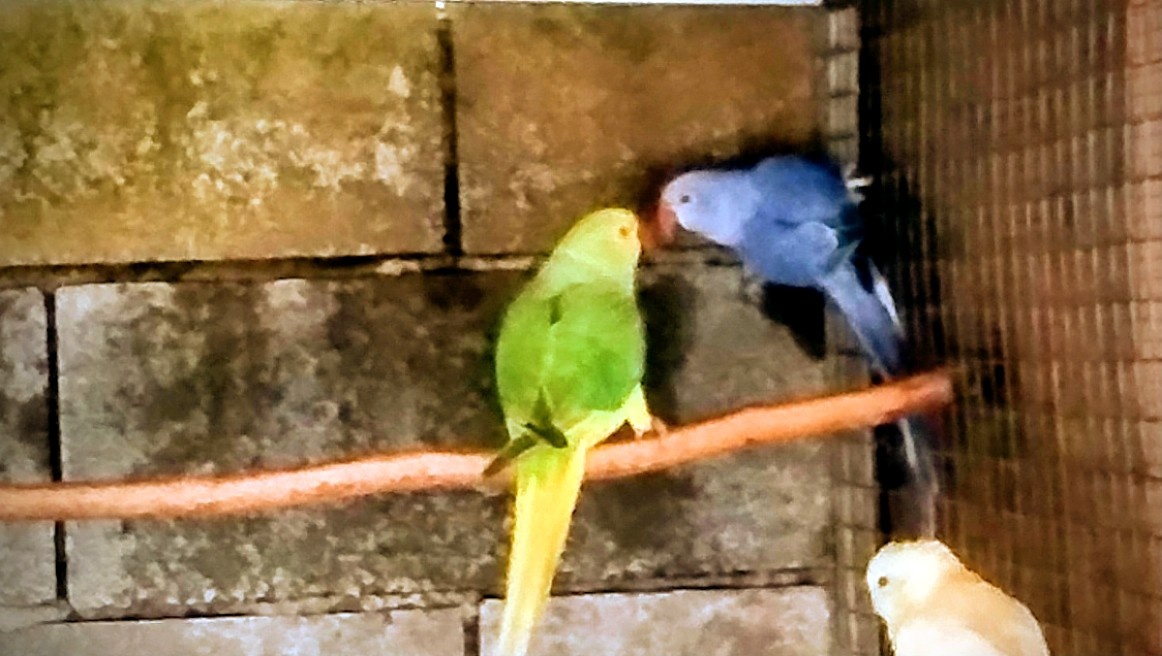 Alexander malý hch - 2