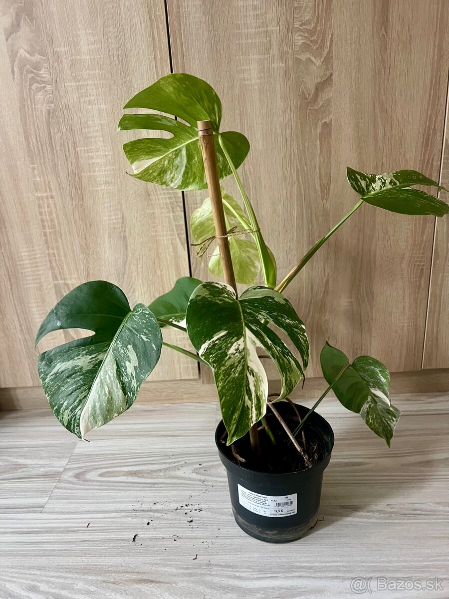 Monstera albo - 2