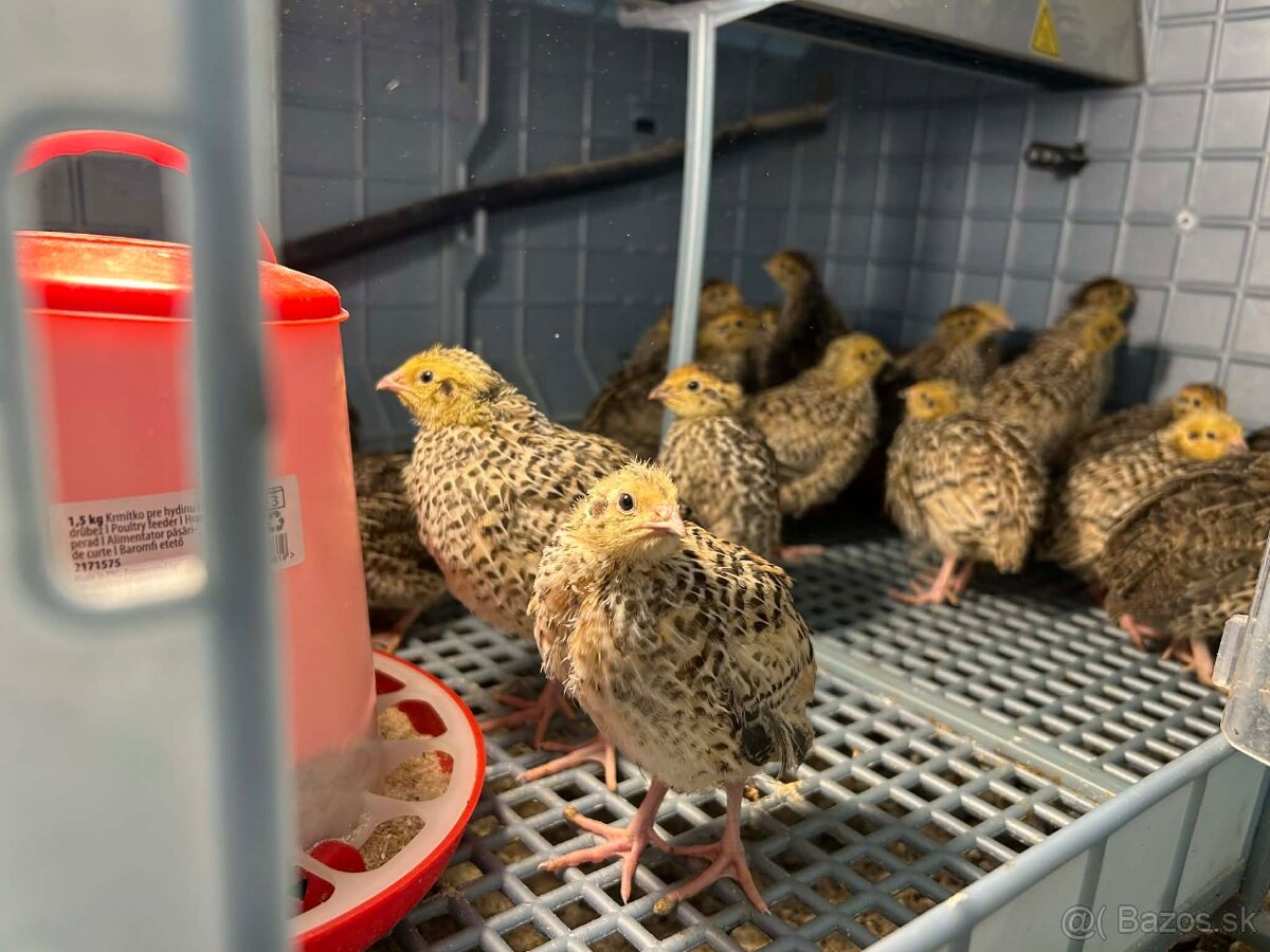 Prepelice jumbo faraón - 2