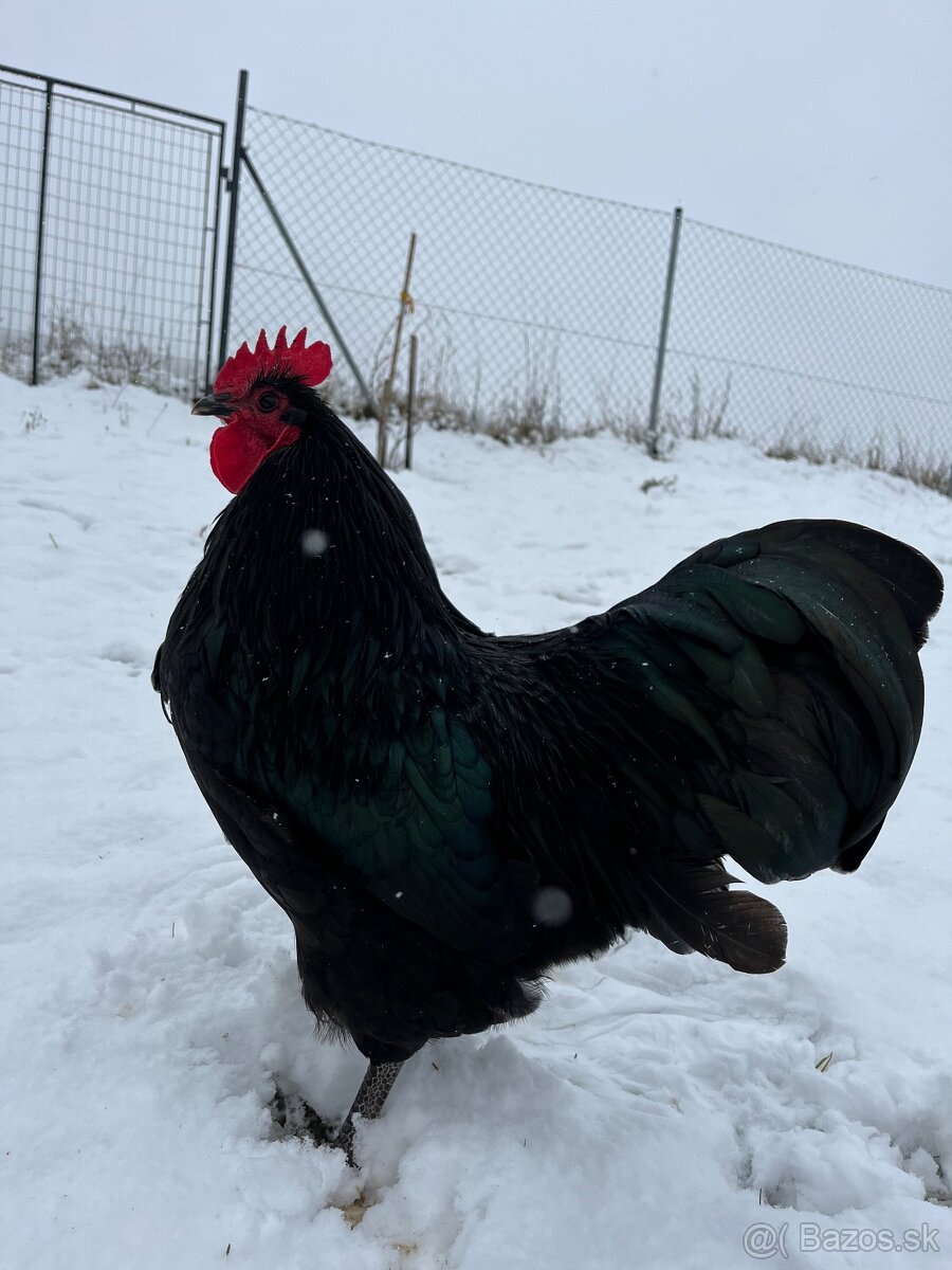 Krásny kohút Australorpky čiernej ❤️ - 2