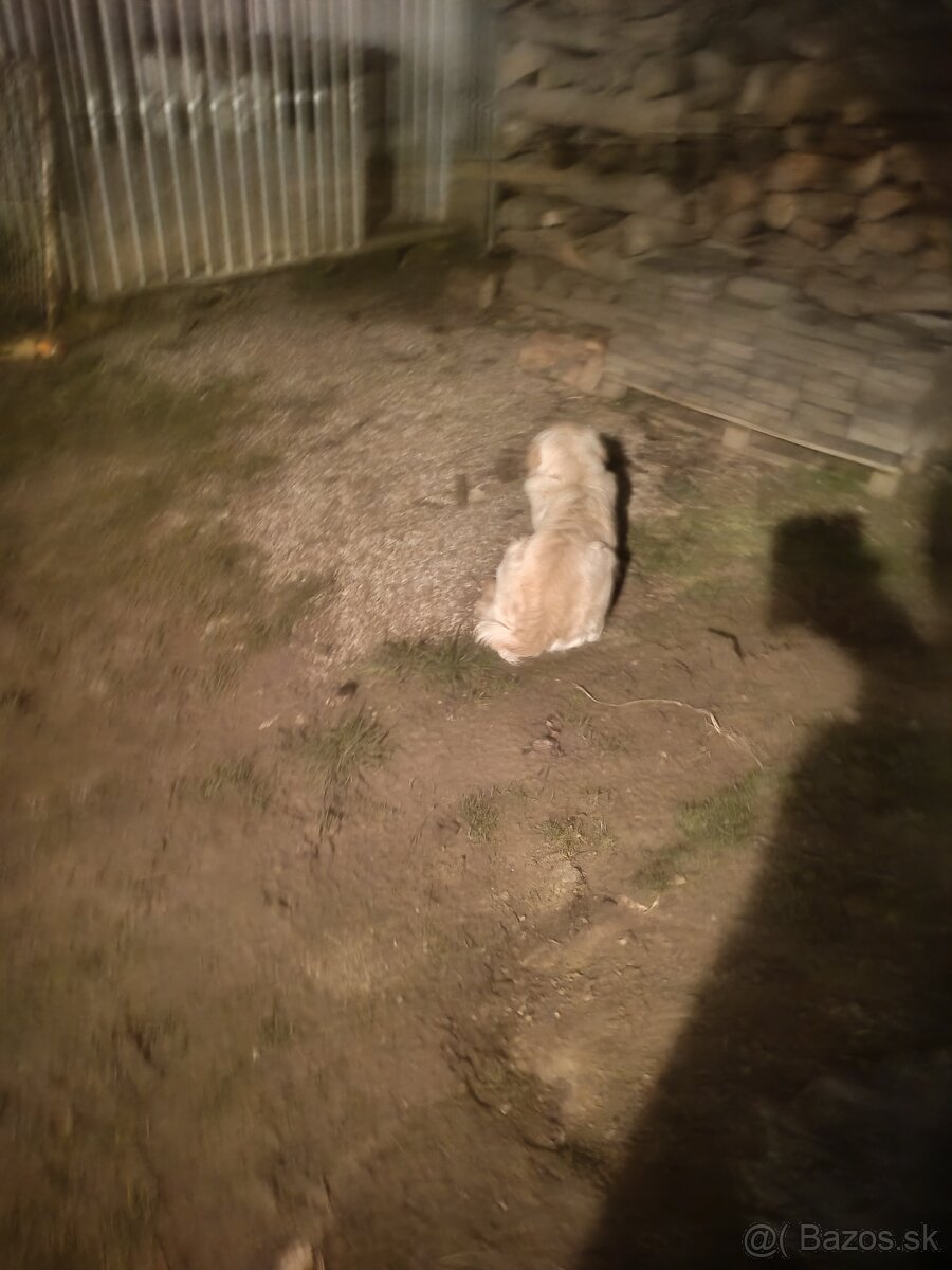 Zlatý retriever - 2