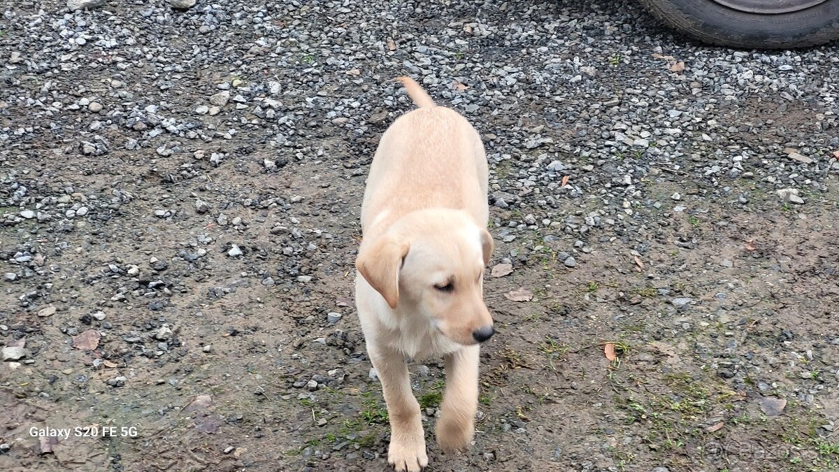 Darujem steniatko - 2