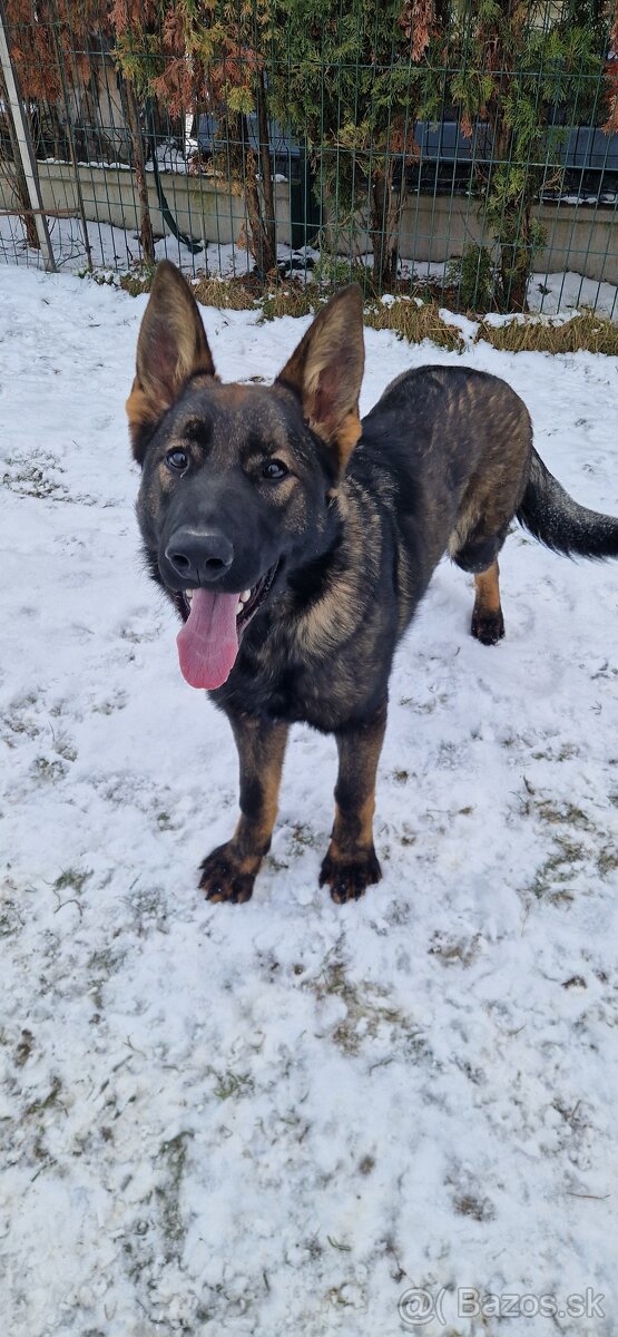 Nemecký ovčiak s PP - 2