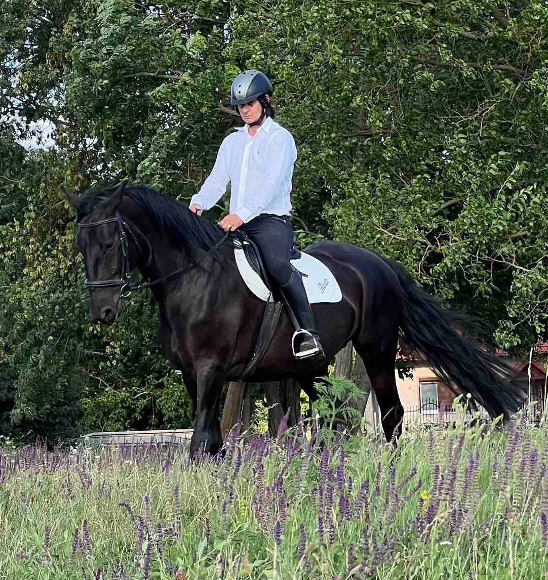 Predám Kladrubákov - 2