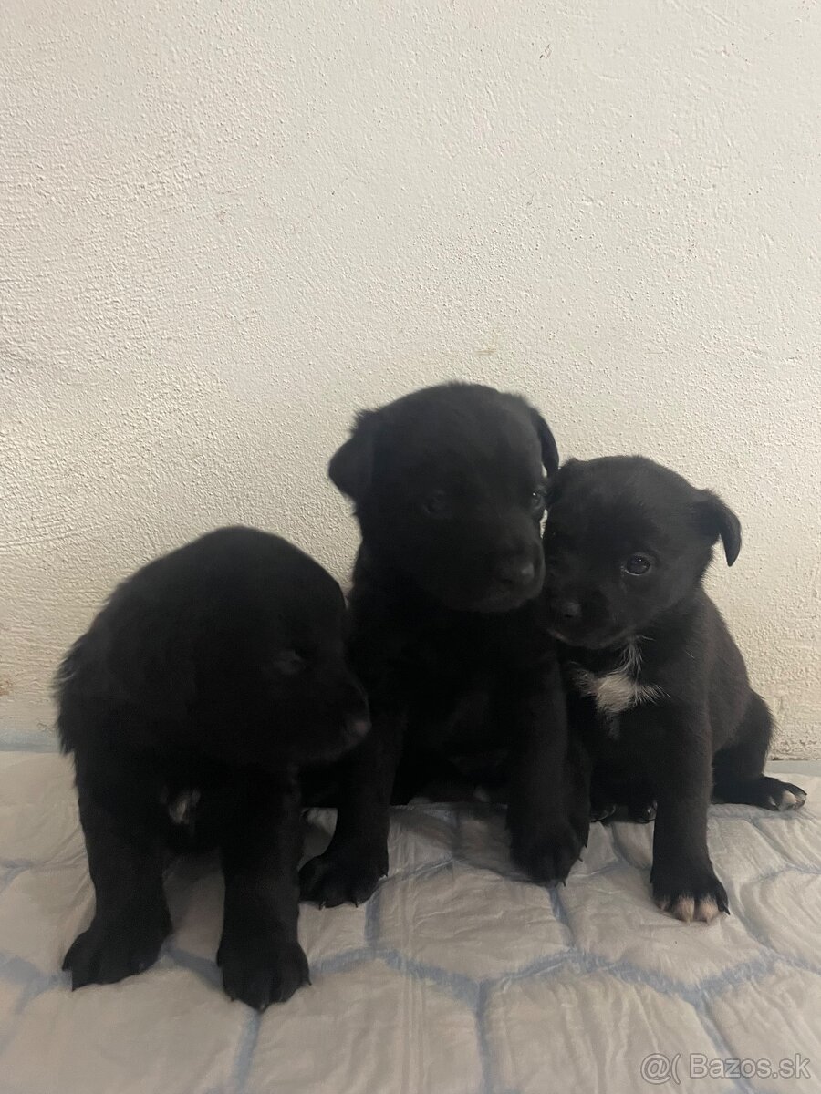 Darujem šteniatka - 2