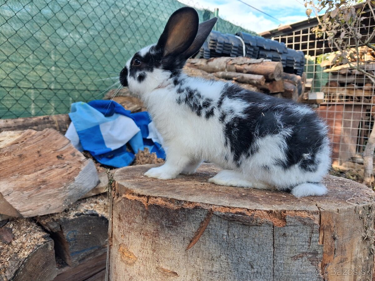 Predám králiky /zajace - 2