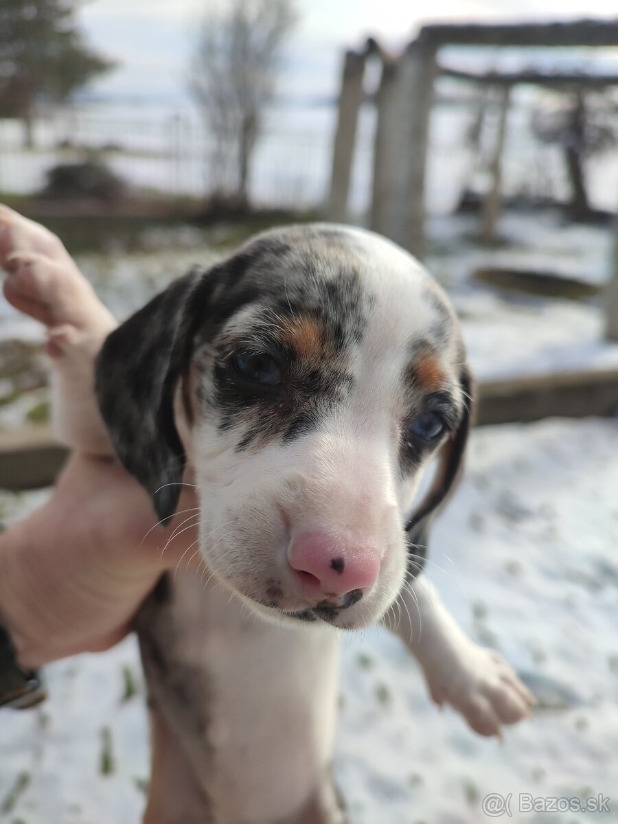 Jazvečik Trpaslici - 2