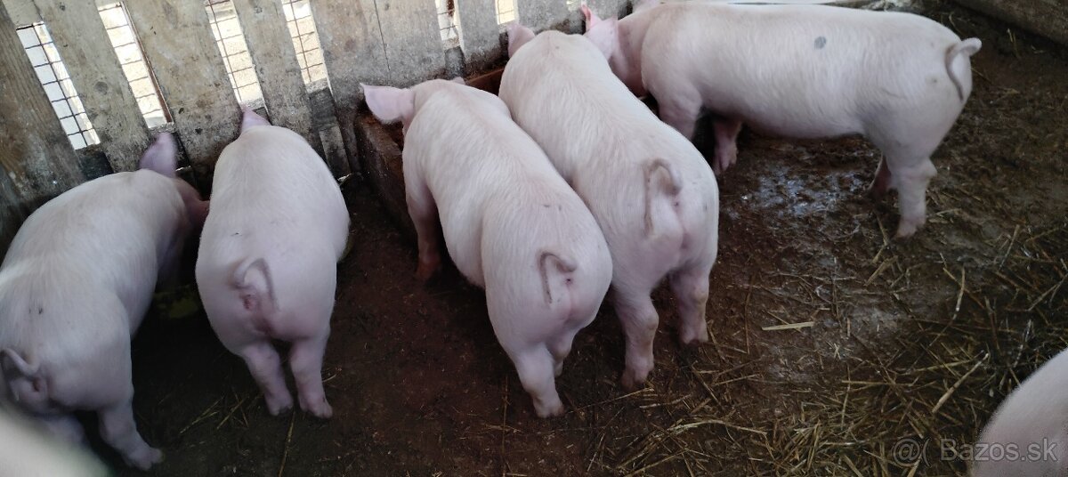 Predám odstavčata - 2