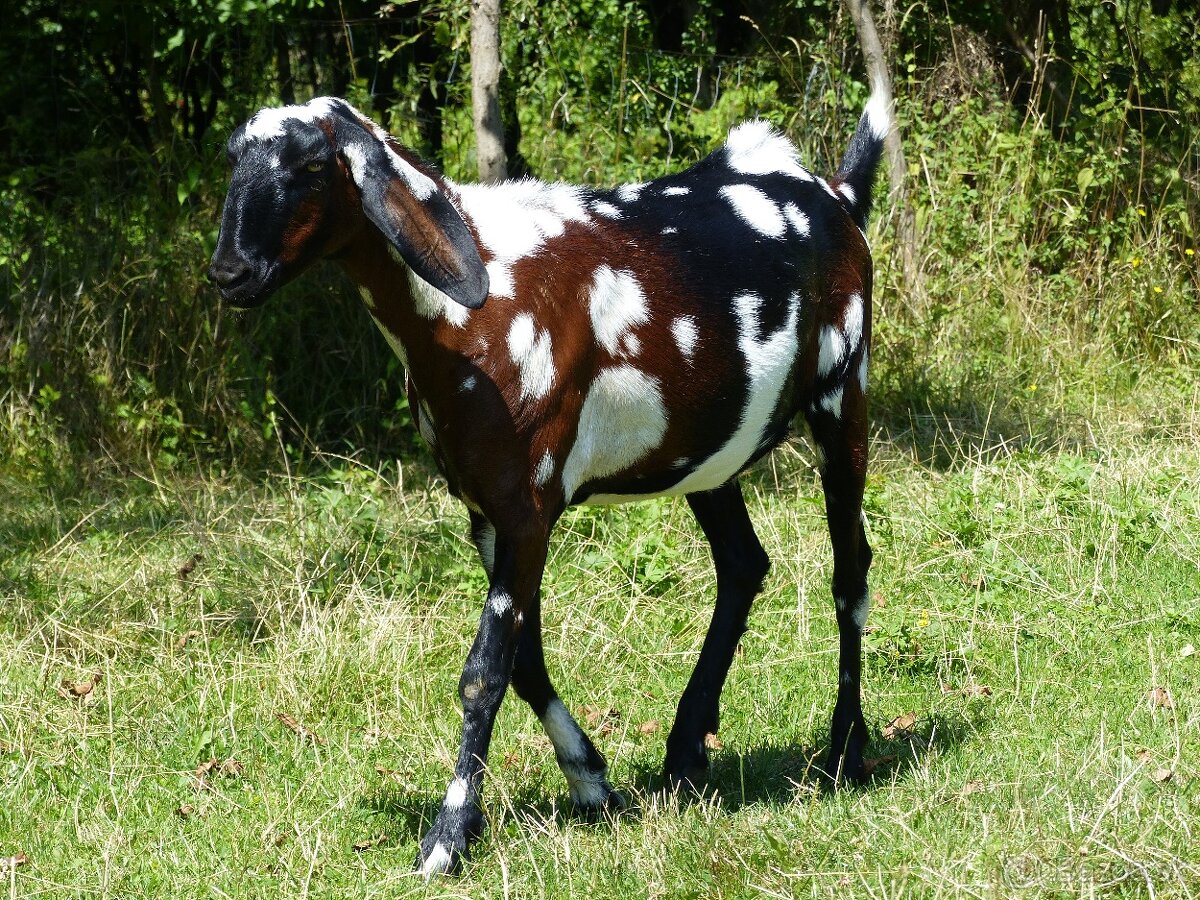 100 % anglonubijská kozička - 2