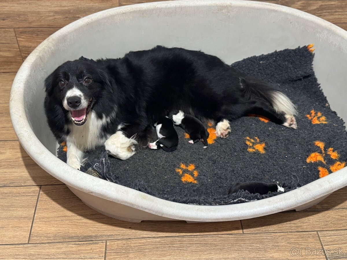 Border kólia s průkazem původu - 2