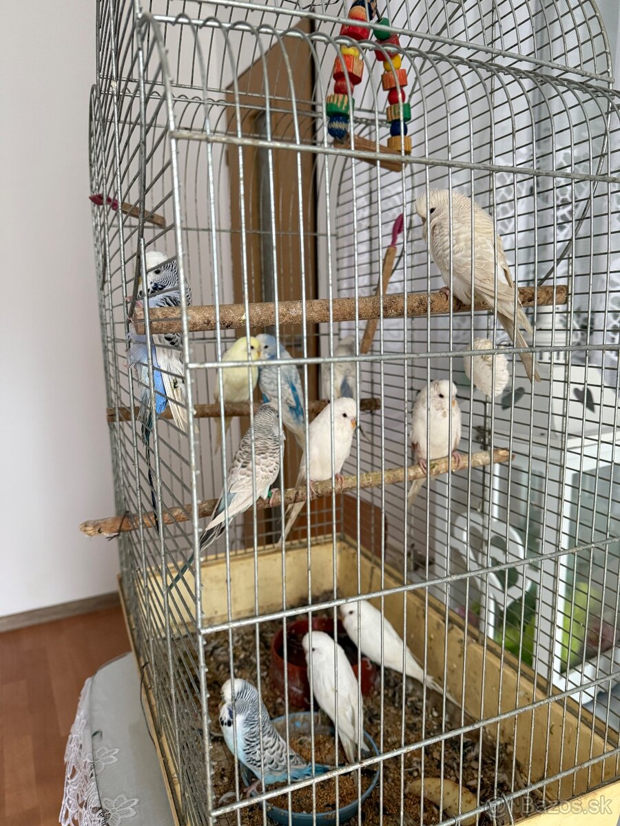 Andulky polovýstavné - 2