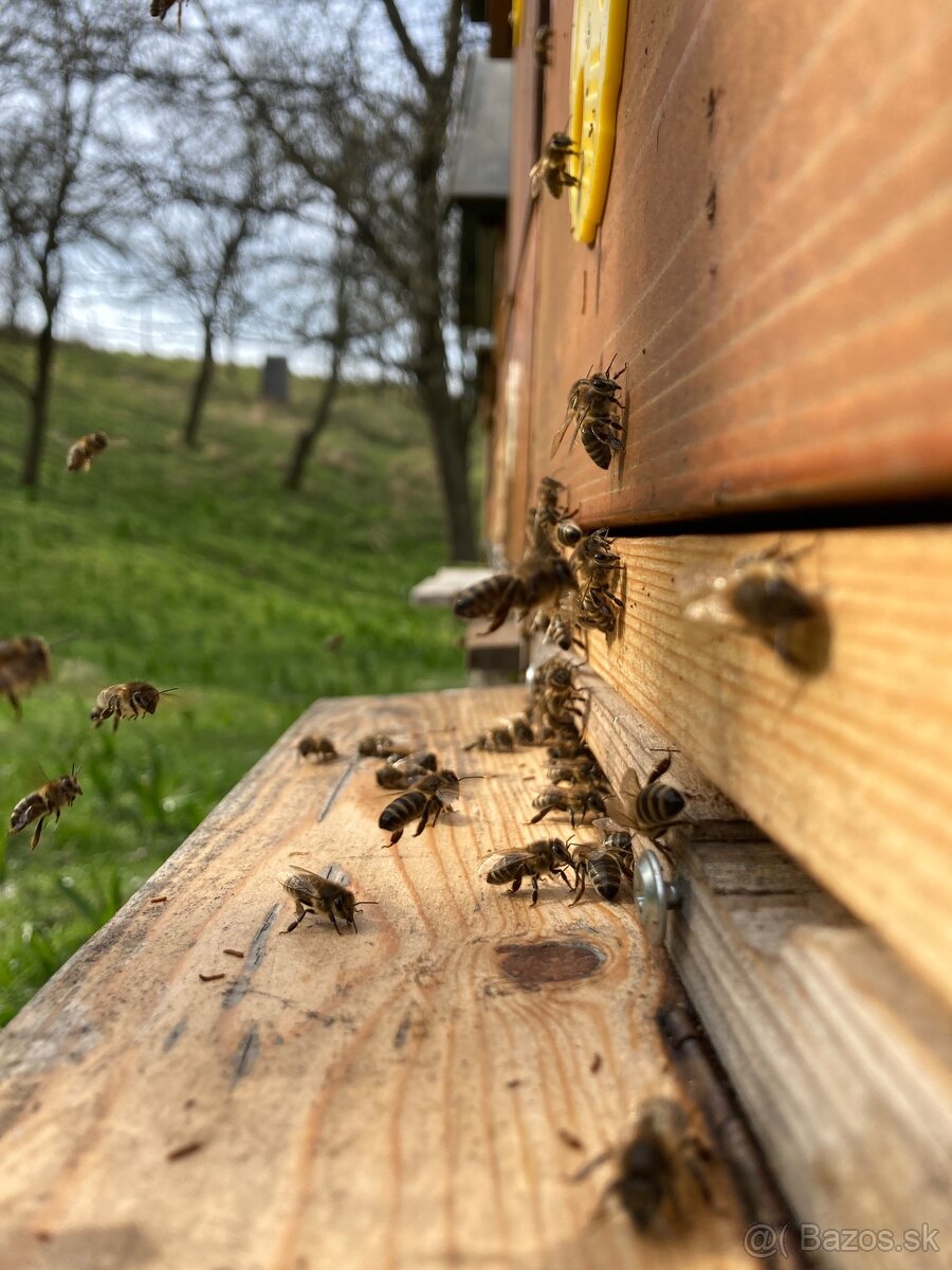 Včelí med od včelára - 2