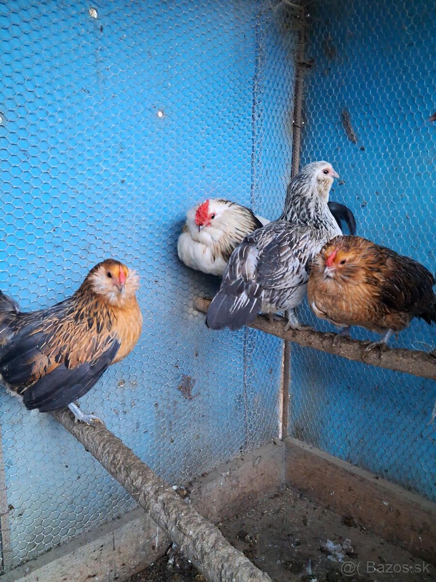 Predam liliputky - 2