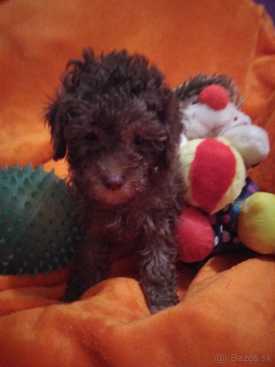 pudlik pudel toy - 2