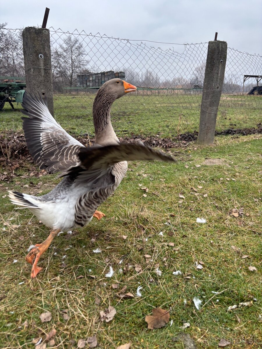 Predám husi - 2