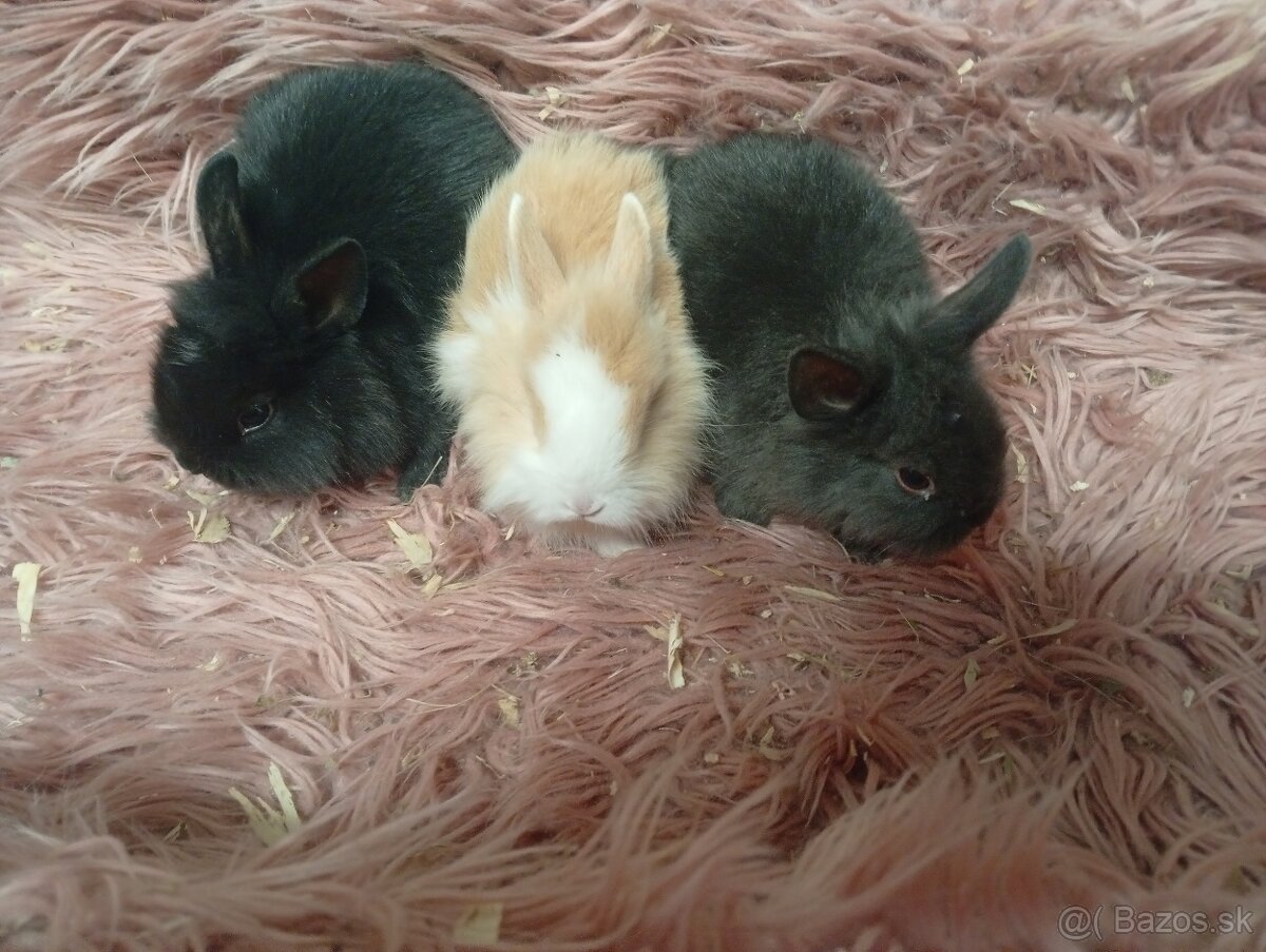 Zakrslé zajačiky - 2