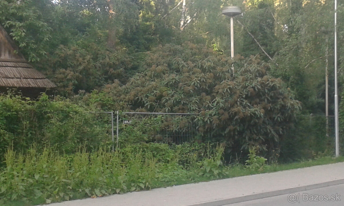 drevina KALINA VRÁSČITOLISTÁ - 2