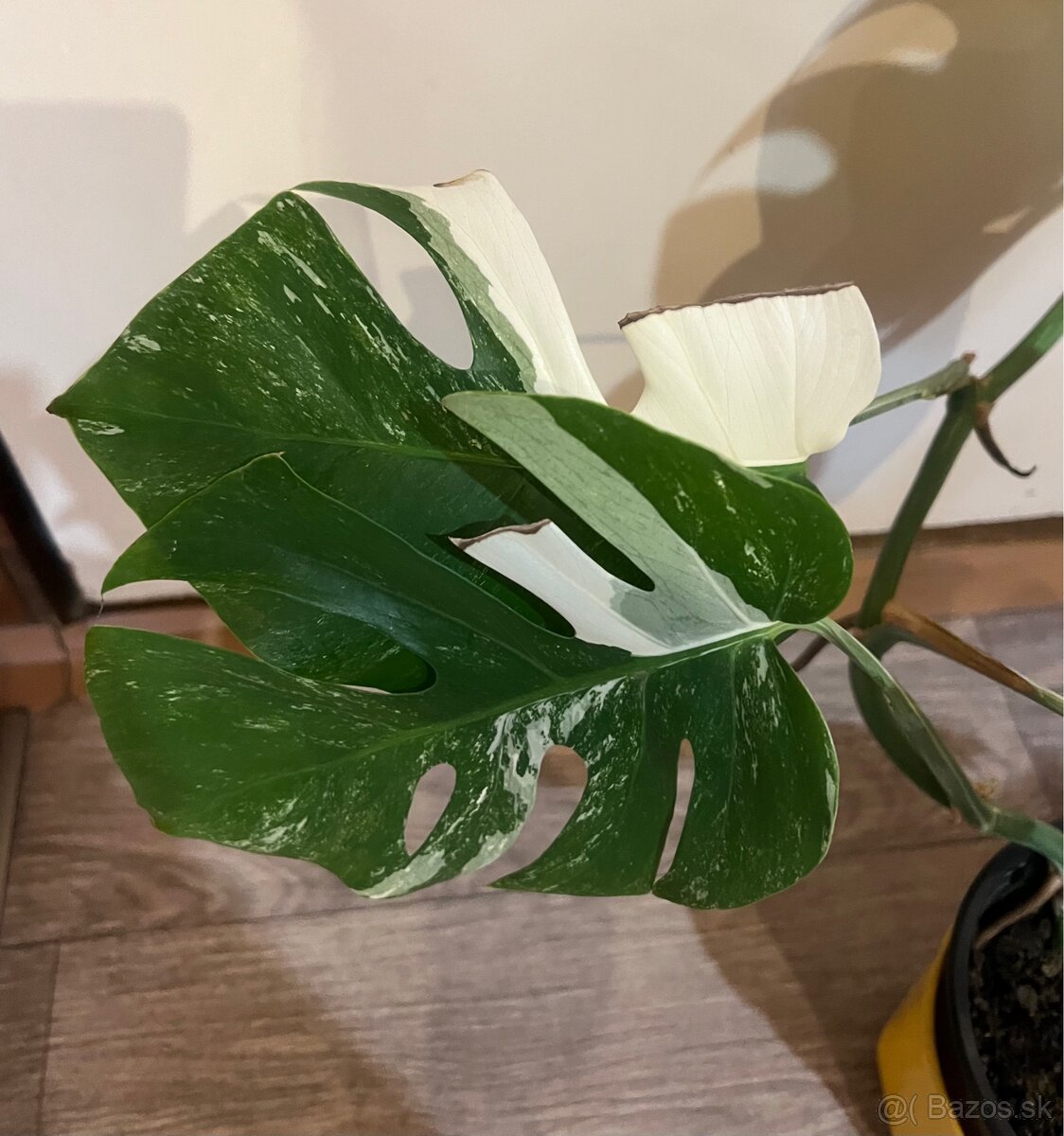 Monstera Albo Veriegata - 2