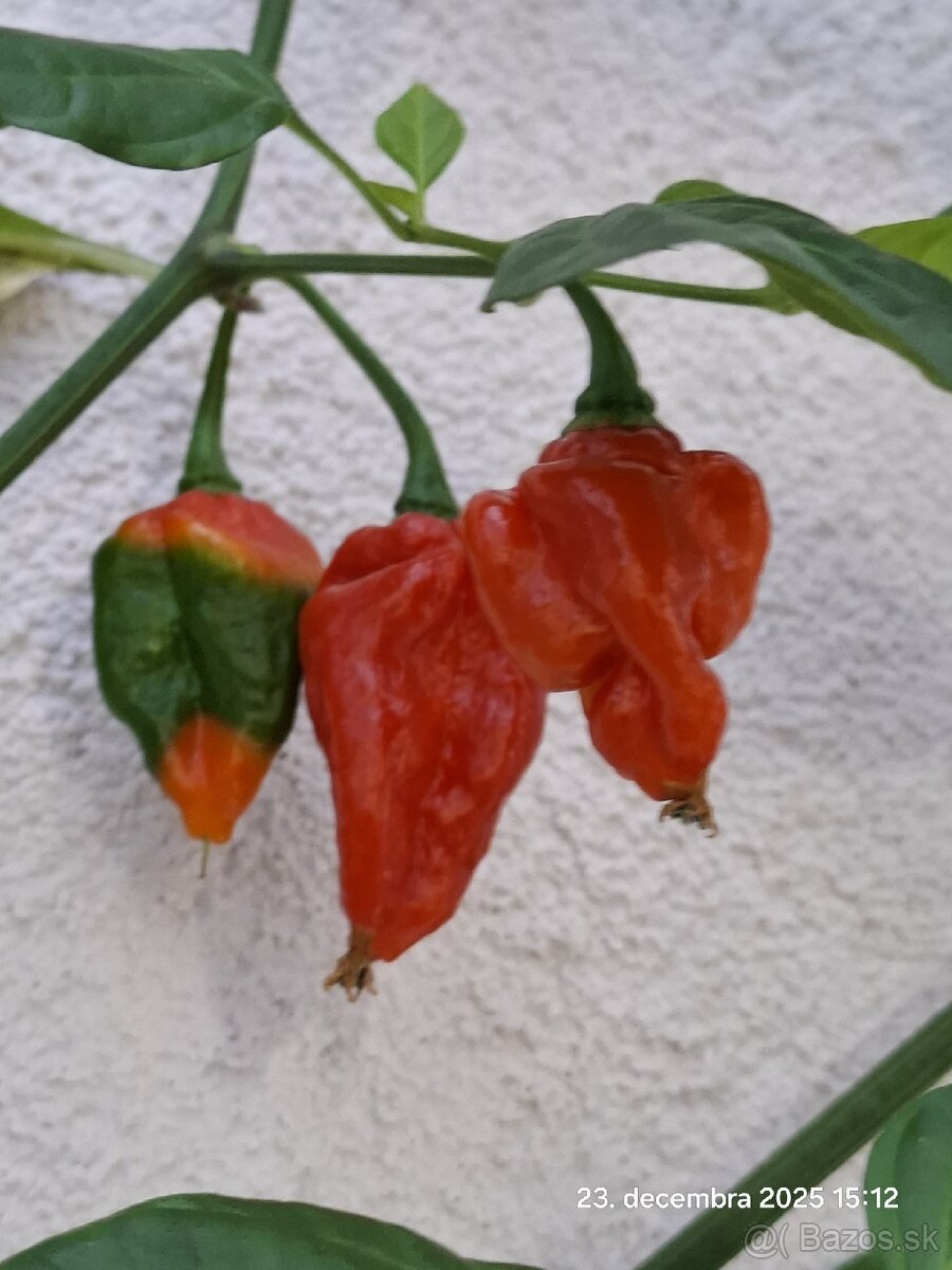 Semená paprík a chili, ISO - Izolovane osivo - 2