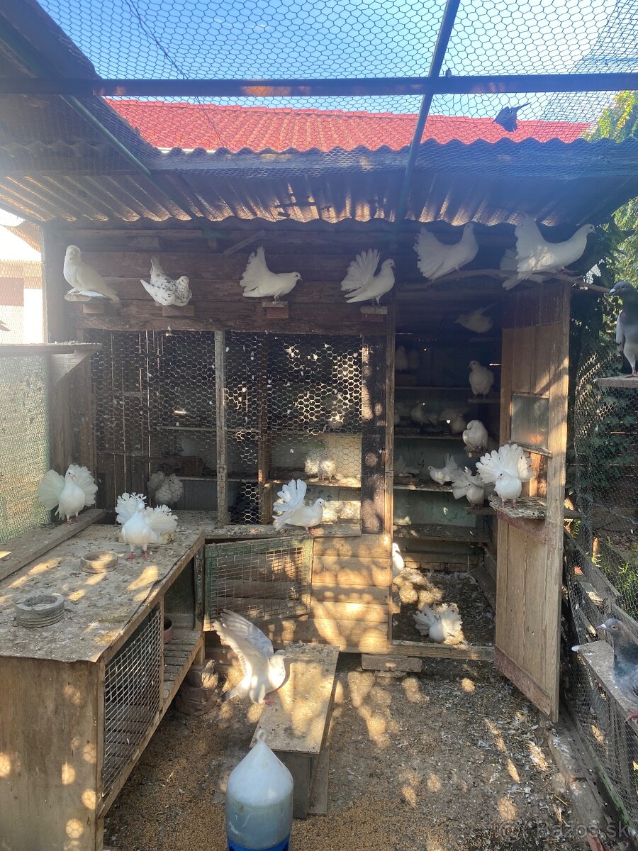 Holuby páviky - 2