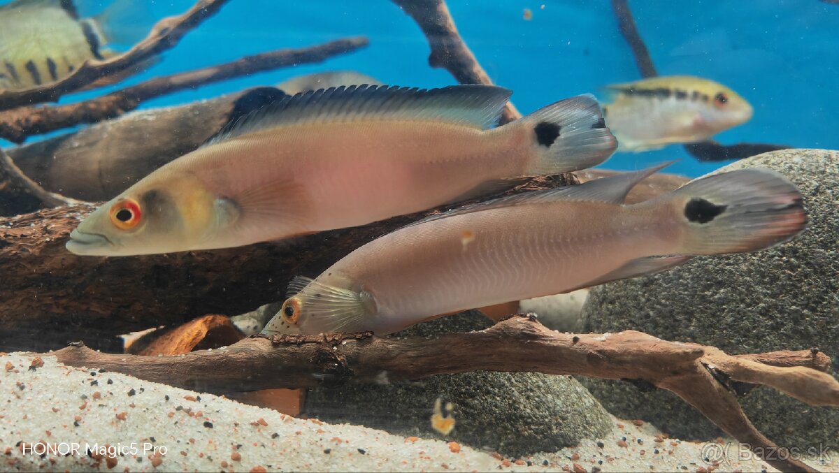 Americké cichlidy - 2