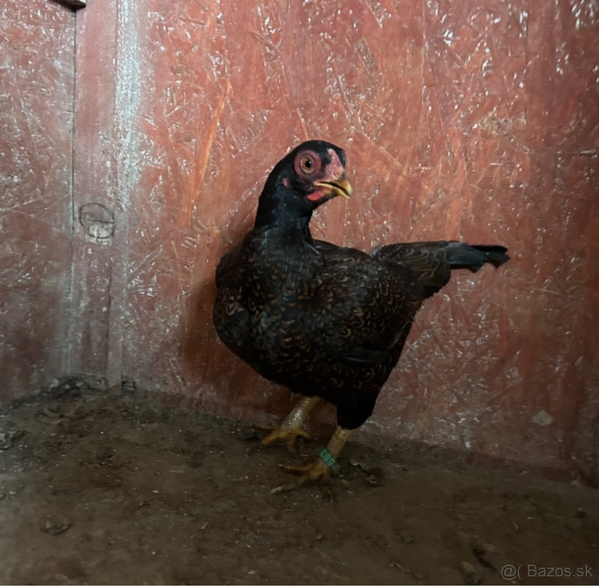 Zdr. Indická bojovníčka bažantia hnedá - 2