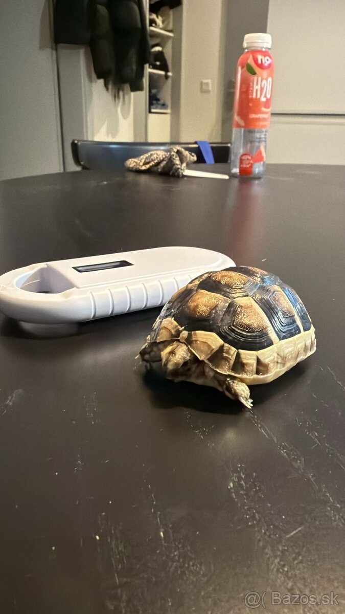 Suchozemska korytnačka - 2