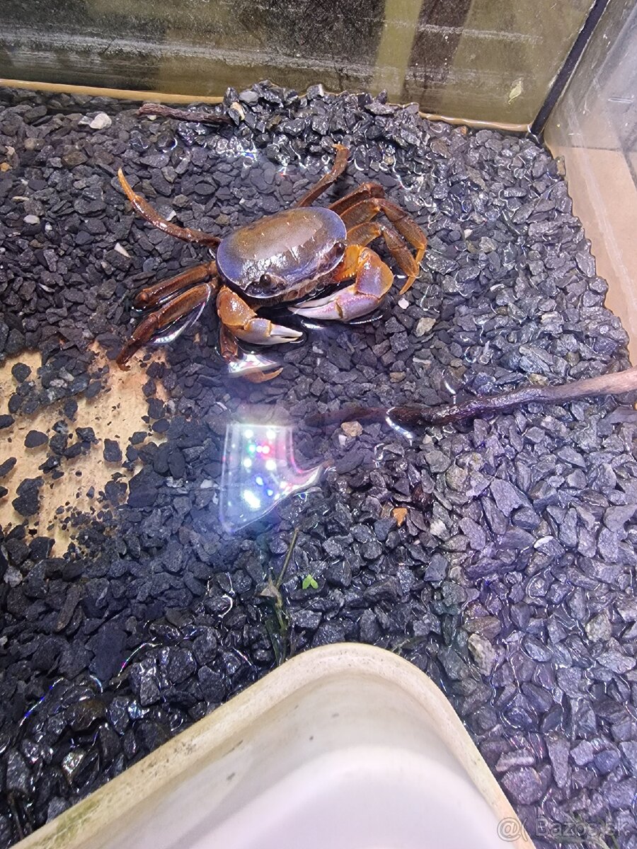 Krab Cardisoma armatum/ Krab dúhový - 2