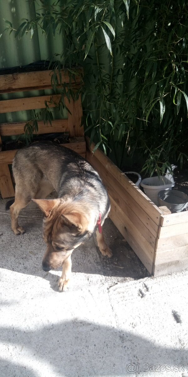 Nemecký ovčiak - 2