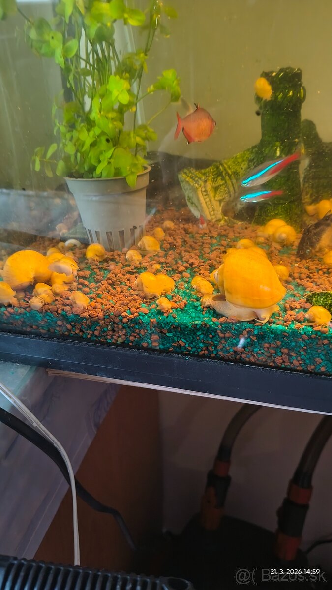 Slimáky Ampulária žltá - Ampullaria australis - 2