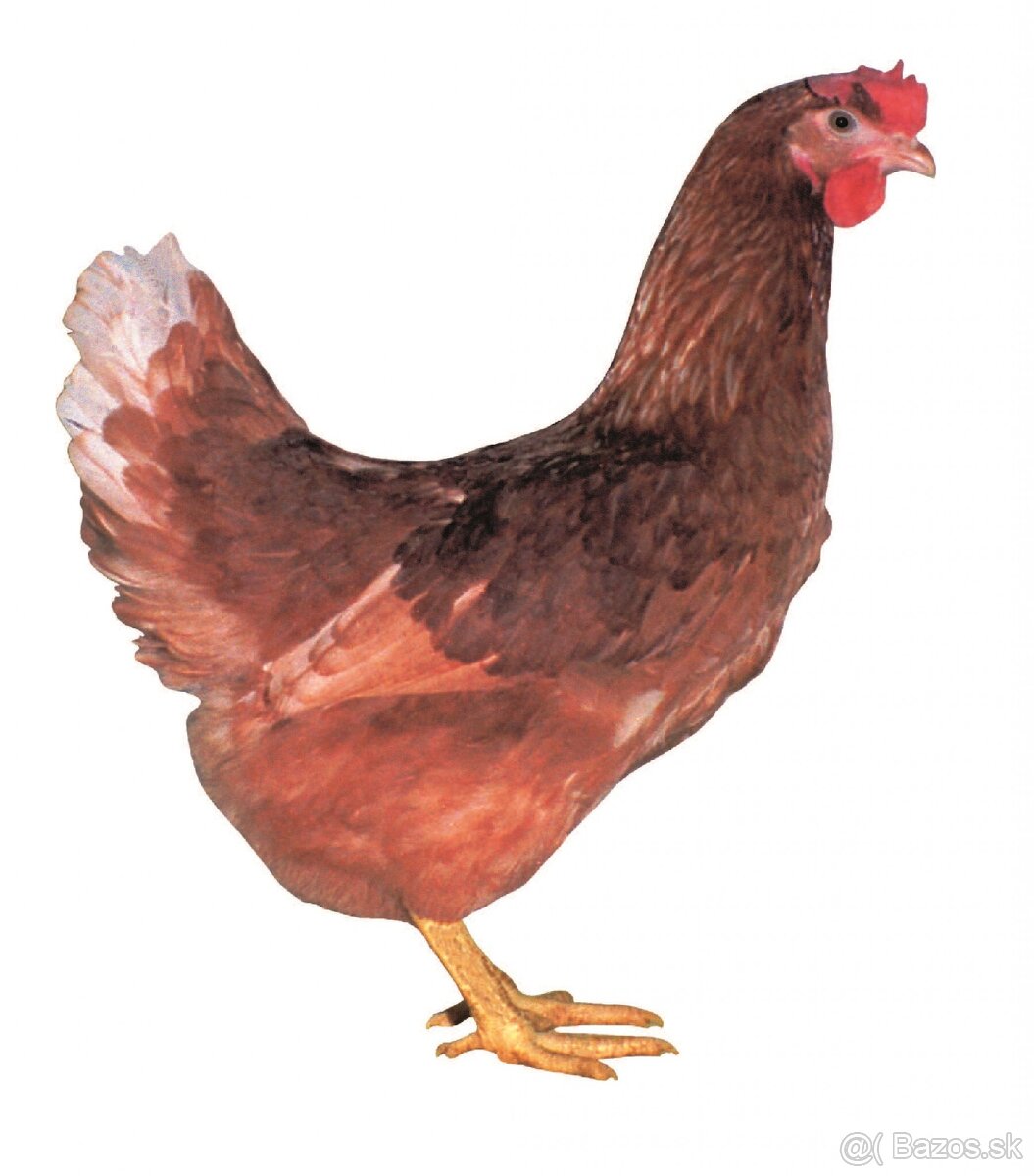 Ponúkam na predaj mladé nosnice pred znáškou - 2