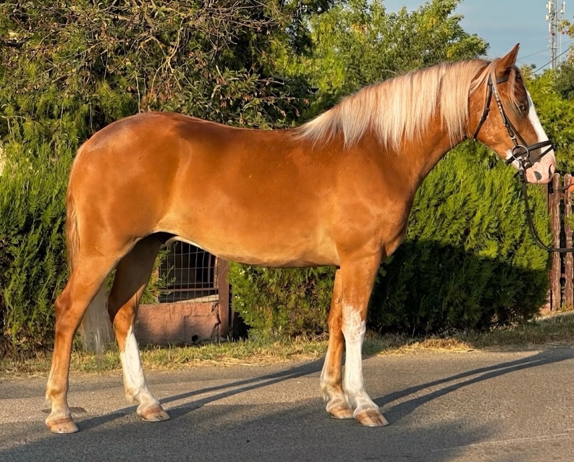 Pokojný haflingský valach - 2