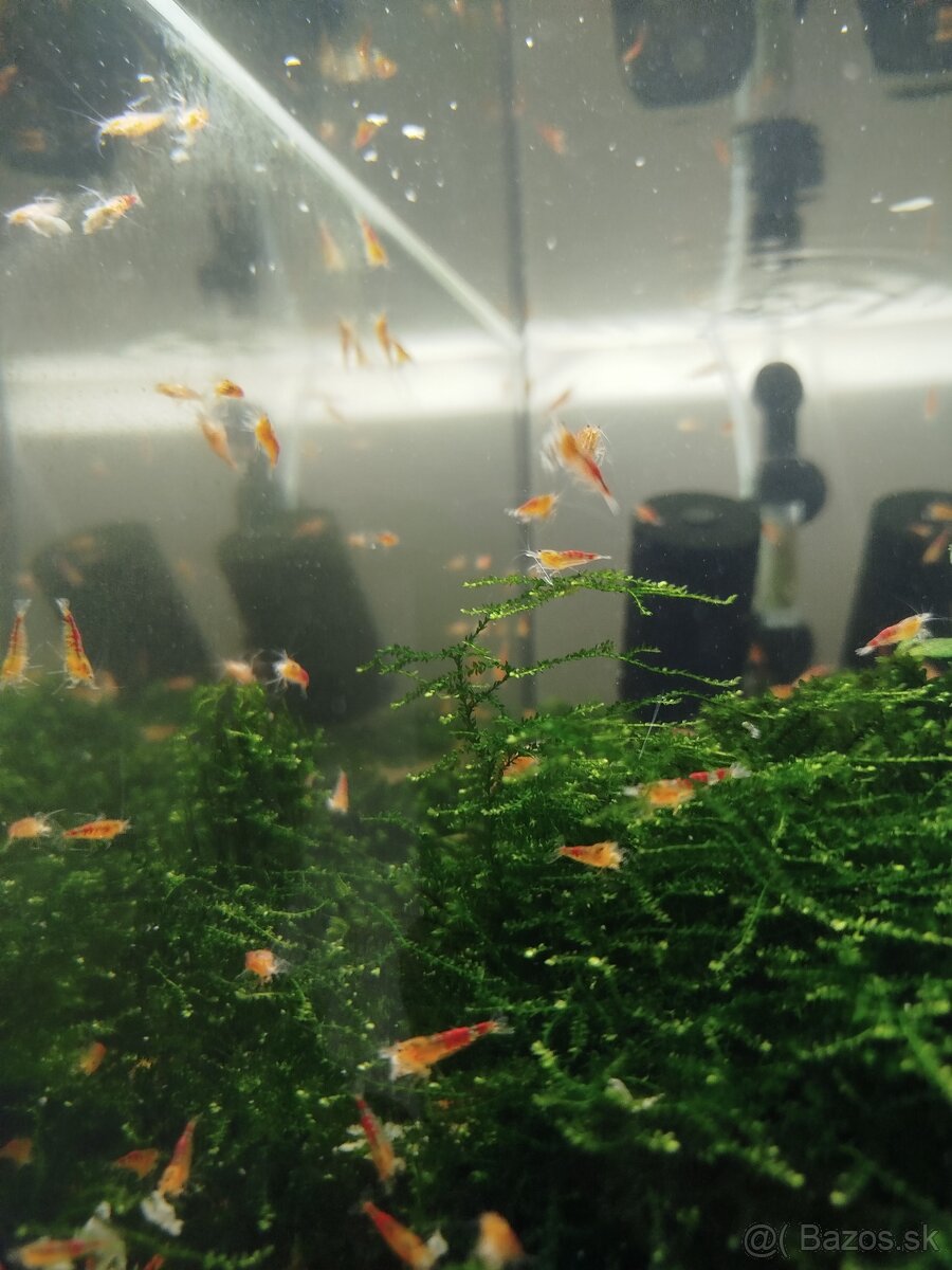 Caridina Calceo red dragon - 2