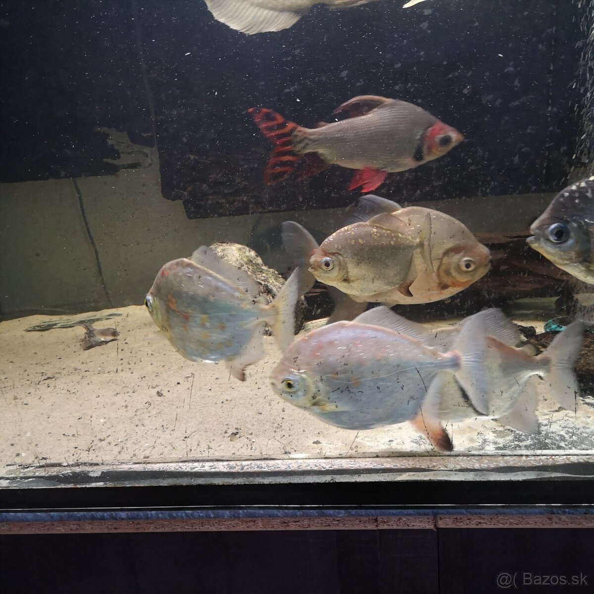 Myleus Rubripinnis/tetra červenoplutvá - 2