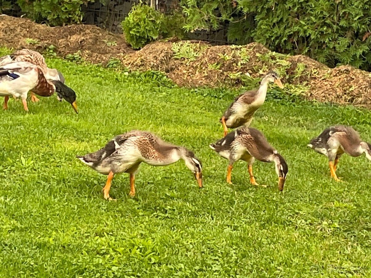 Kačky- indické bezce ( požierajú slimáky) - 2