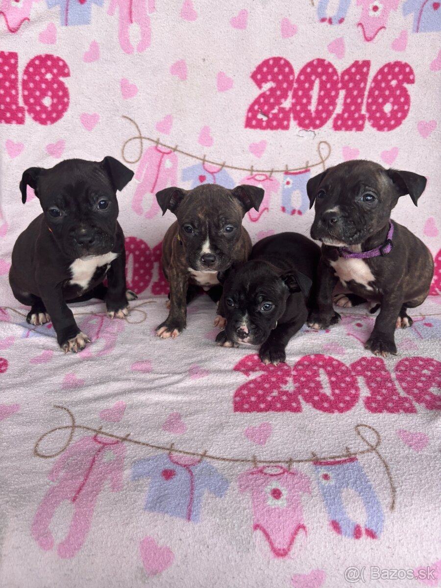 Americký stafordsirsky terier, Stafford, amstaf - 2