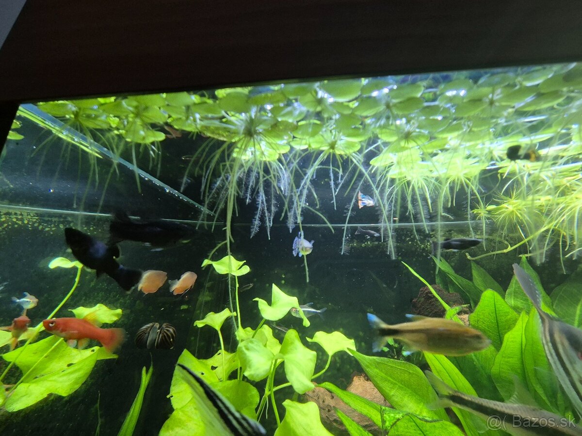 Limnobium plavajuce rastliny - 2