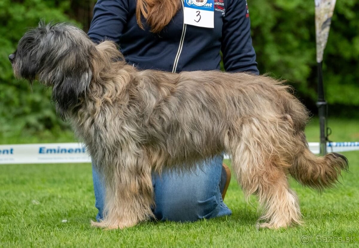 Katalánsky ovčiak s PP FCI - 2