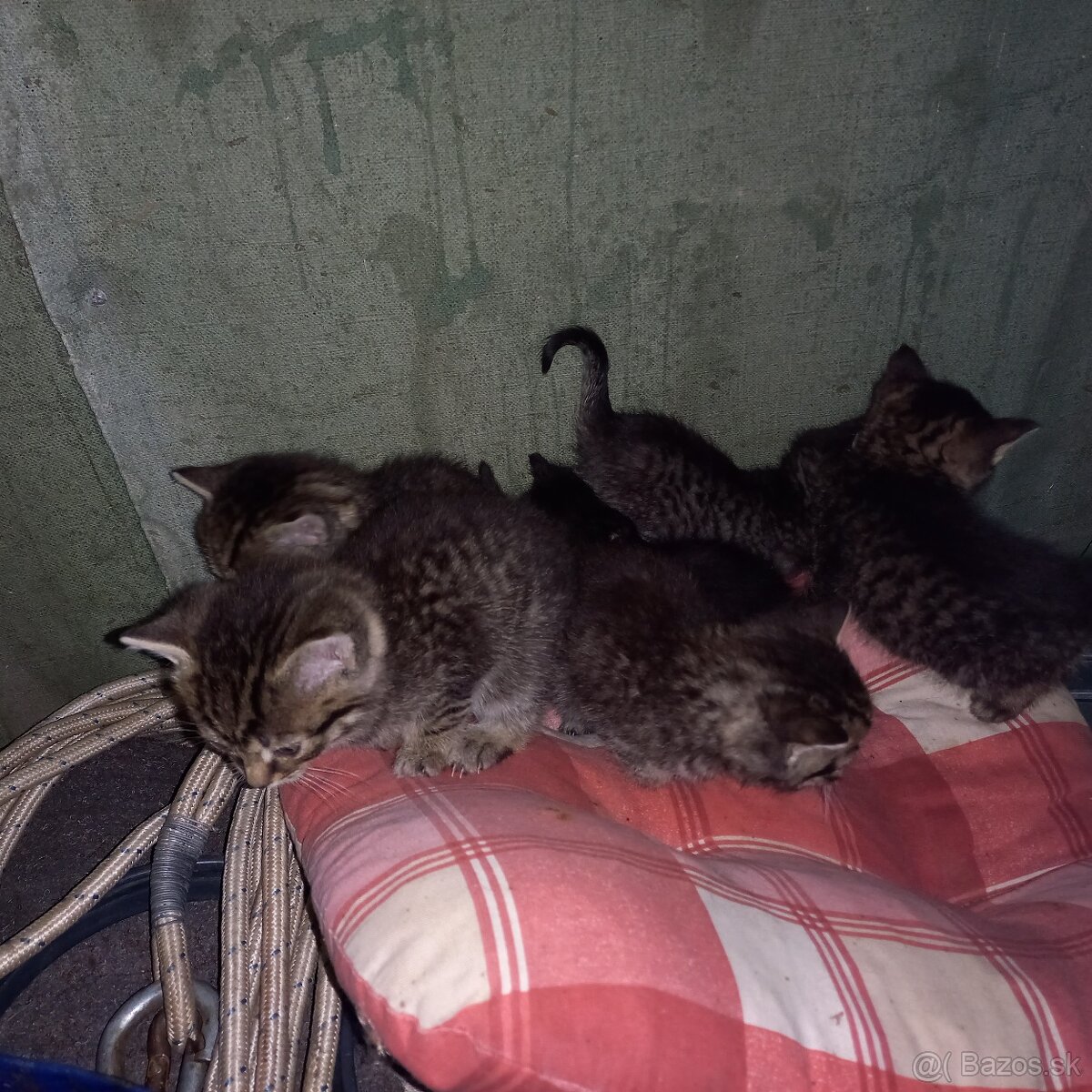 Darujem 6mačiatok - 2