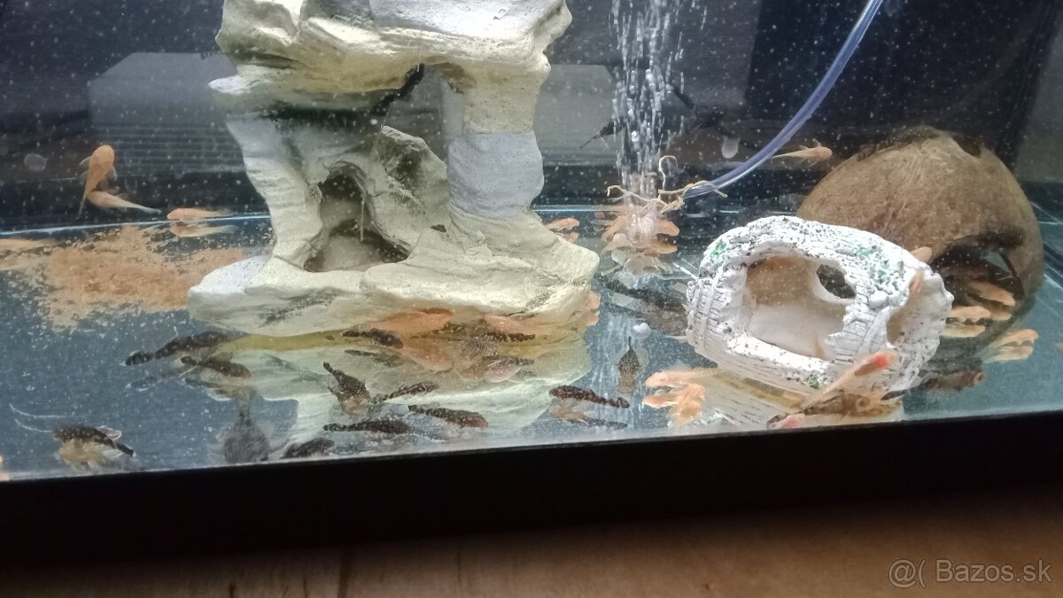 Prísavníky a endlerky - 2