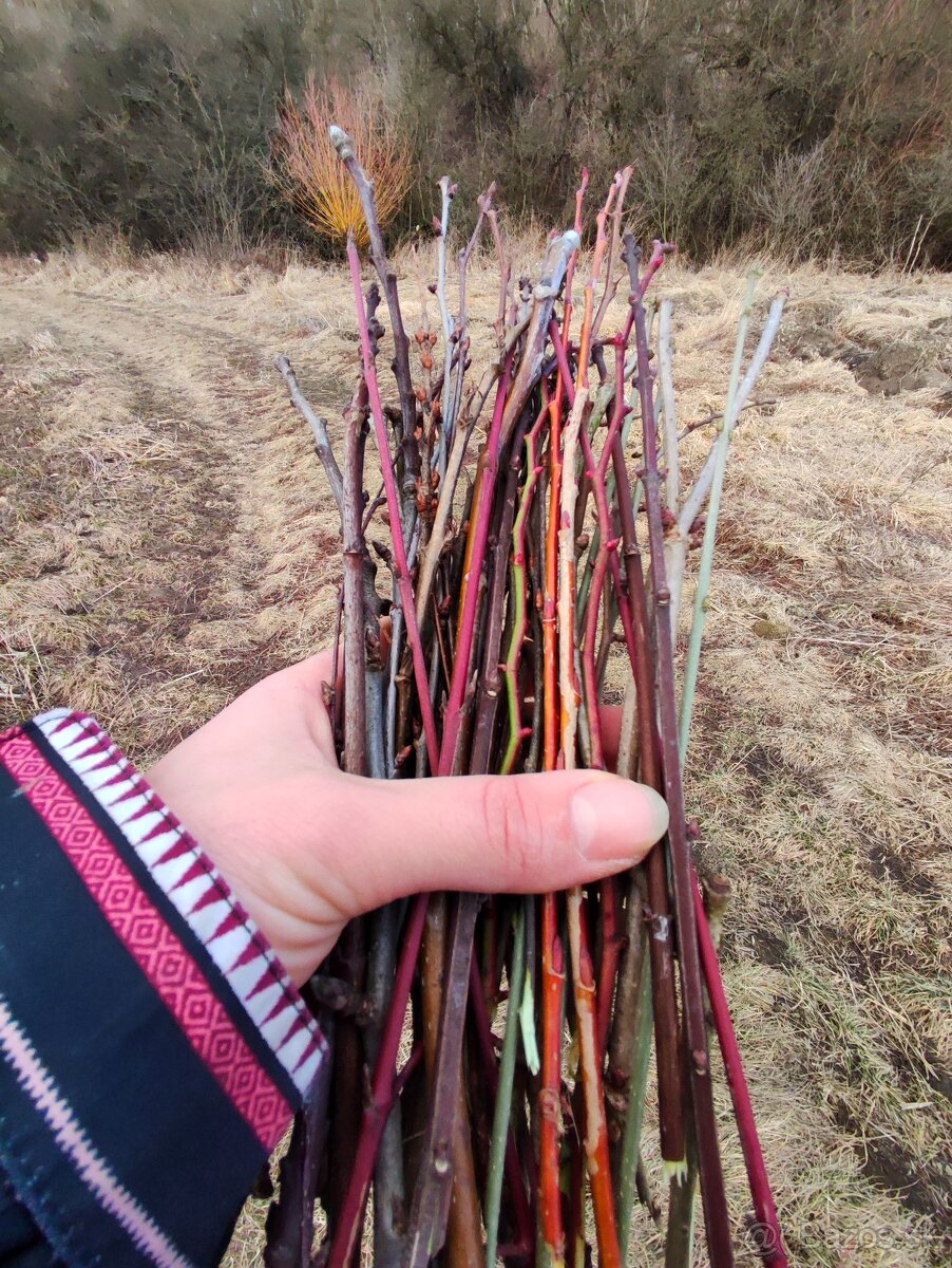 Zbierka listov, zbierka púčikov - 2