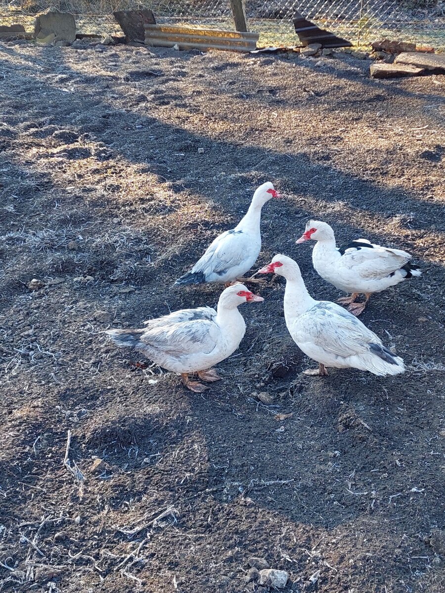 Predám pižmové kačky - 2