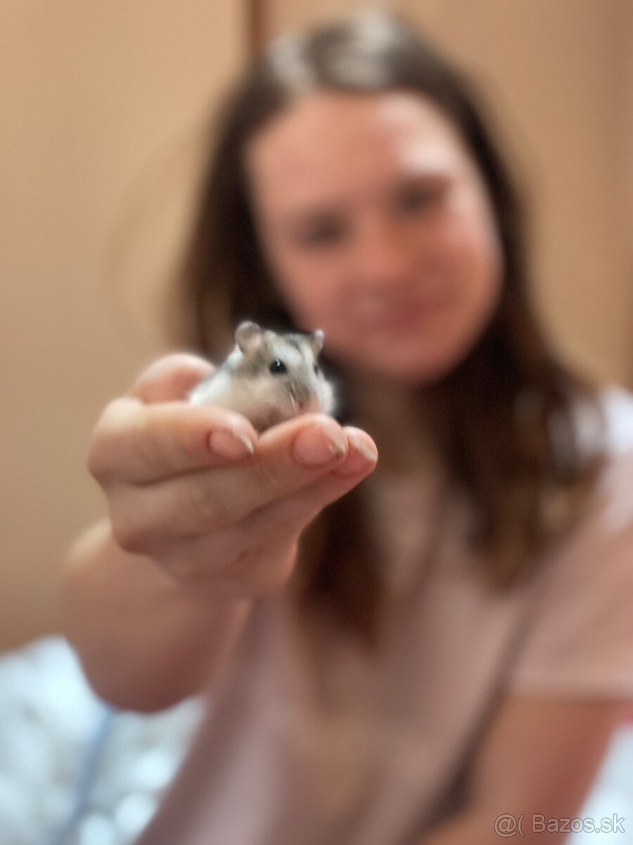 Darujem škrečka - 2