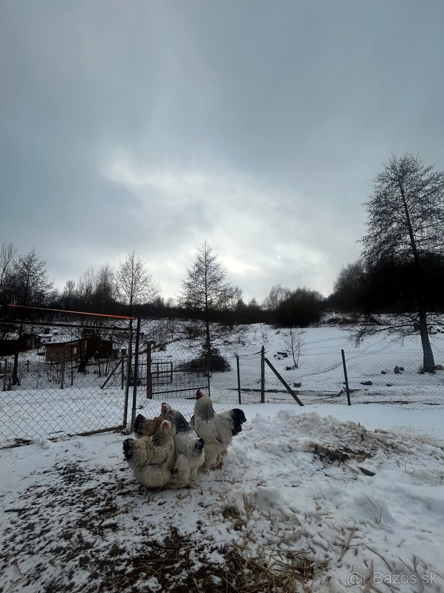 Nasadove vajicka brahman - 2