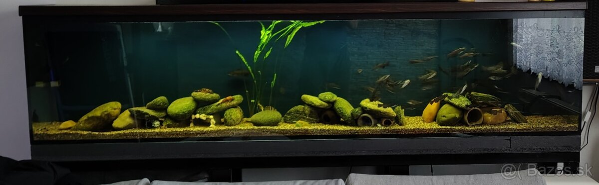 velke akvarium 380L - 2