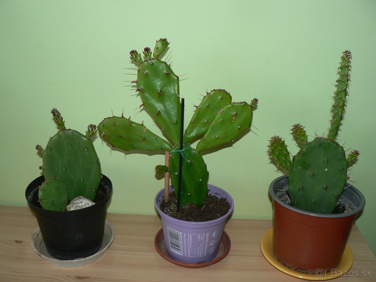 3x Opuncie dva druhy - 2