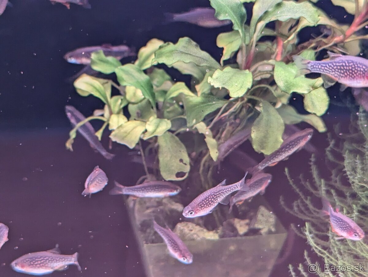 Razbora galaxy - Danio margaritatus - 2